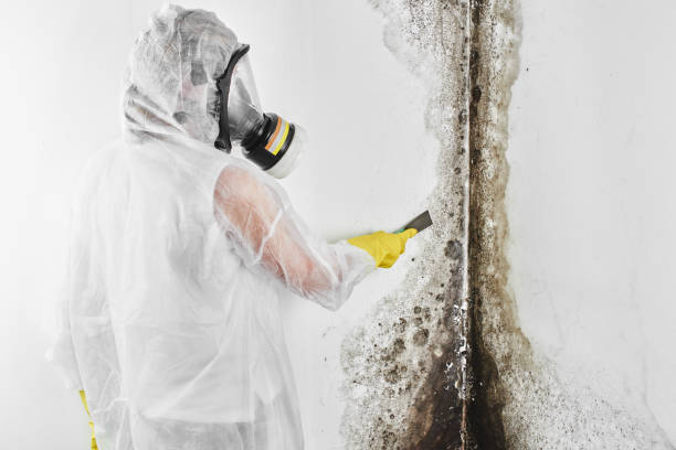 Best Mold Testing  in Leland, MS