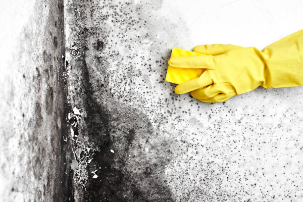 Best Mold Removal Near Me  in Leland, MS
