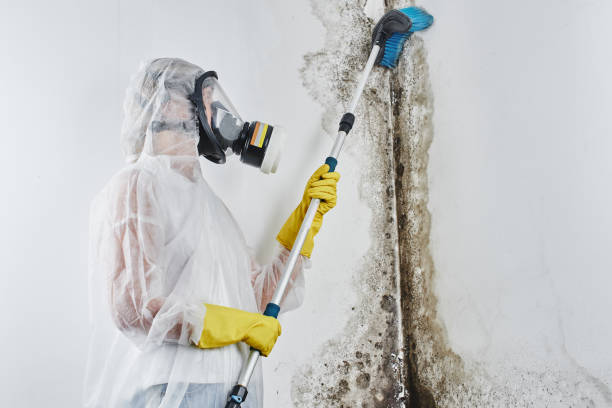 Best Certified Mold Removal  in Leland, MS