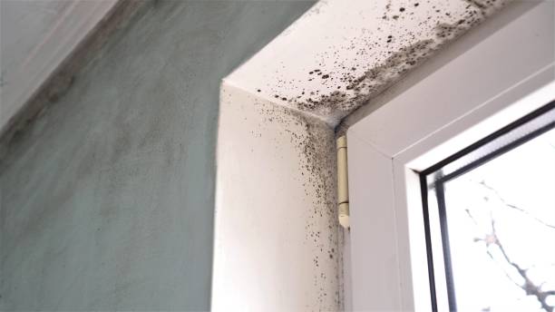 Leland, MS Mold Removal Company