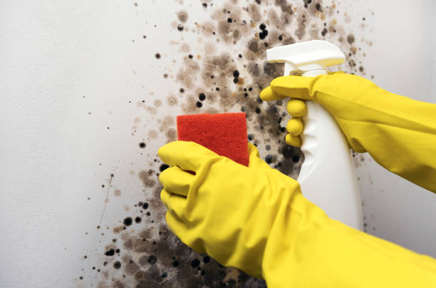 Best Mold Remediation  in Leland, MS