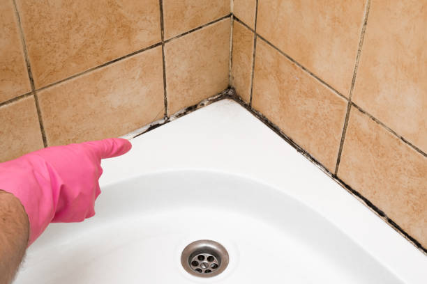 Best Crawl Space Mold Removal  in Leland, MS